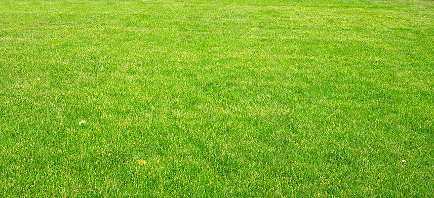 Grass