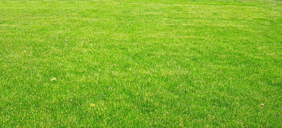 Green Grass Field