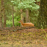 Deer