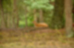 Deer laying down in the woods at Wilderness Adventure at Eagle Landing