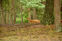 Deer