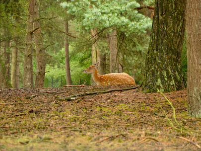 Van sprookje tot dossier: wie beschermt de mens in Herselt?