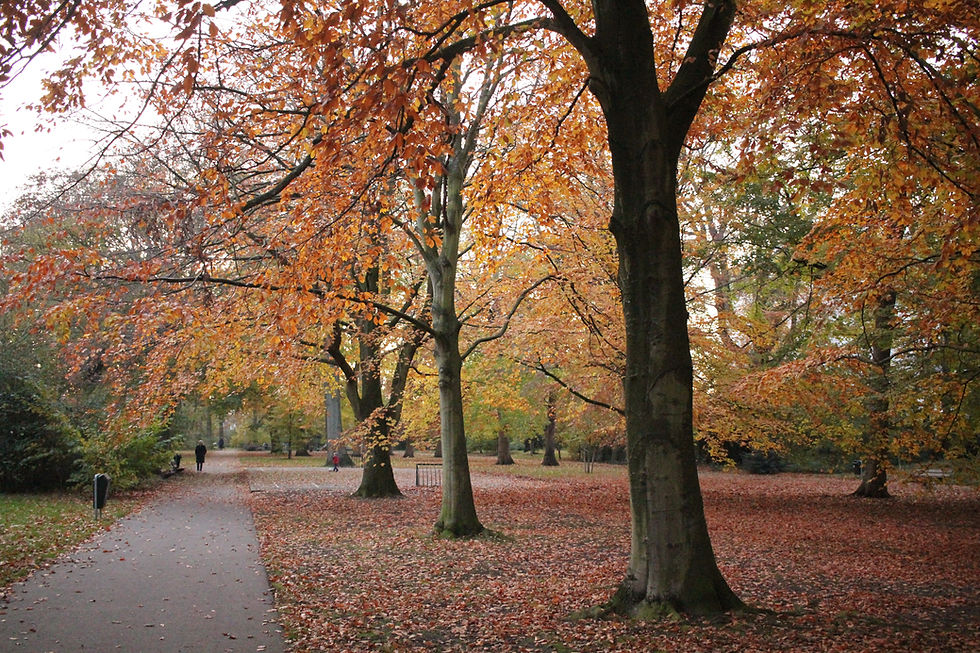 Park in de herfst