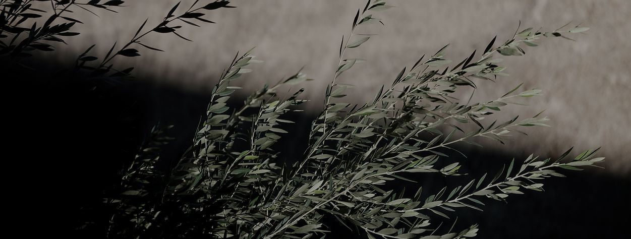 Olive Branch Leaves