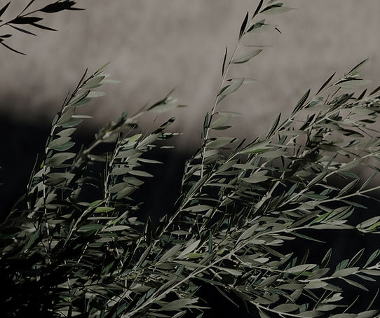 Olivenzweige im sanften Licht als Symbol für Balance und Natürlichkeit