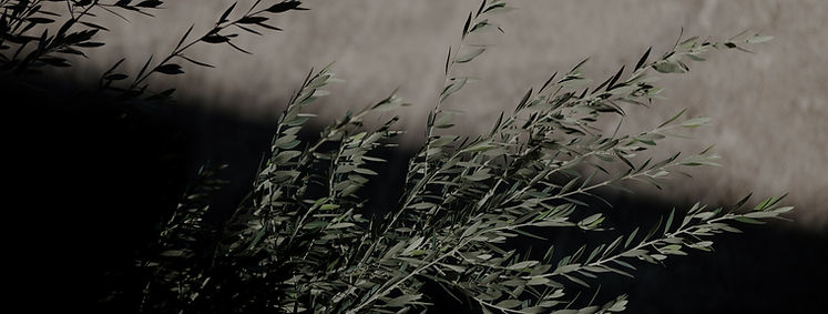 Olive Tree