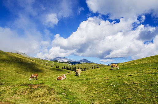 Vaches en liberté