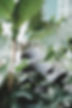 Interior Plants