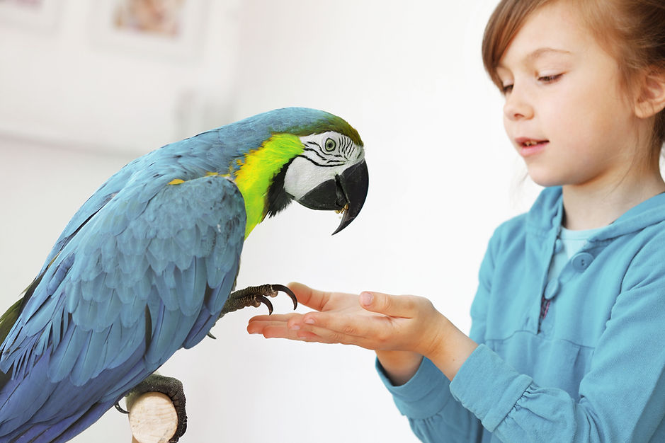 Perroquet et enfant