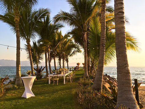 Beachside Palm Grove