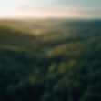 Paisagem de floresta exuberante