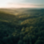 Lush Forest Landscape