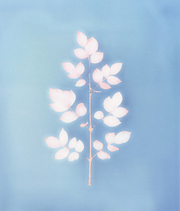 Delicate Plant on Blue
