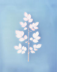 Delicate Plant on Blue