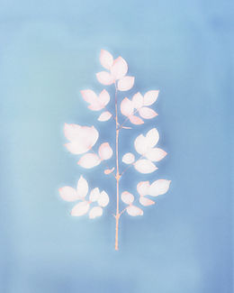 Delicate Plant on Blue