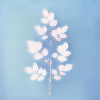 Delicate Plant on Blue