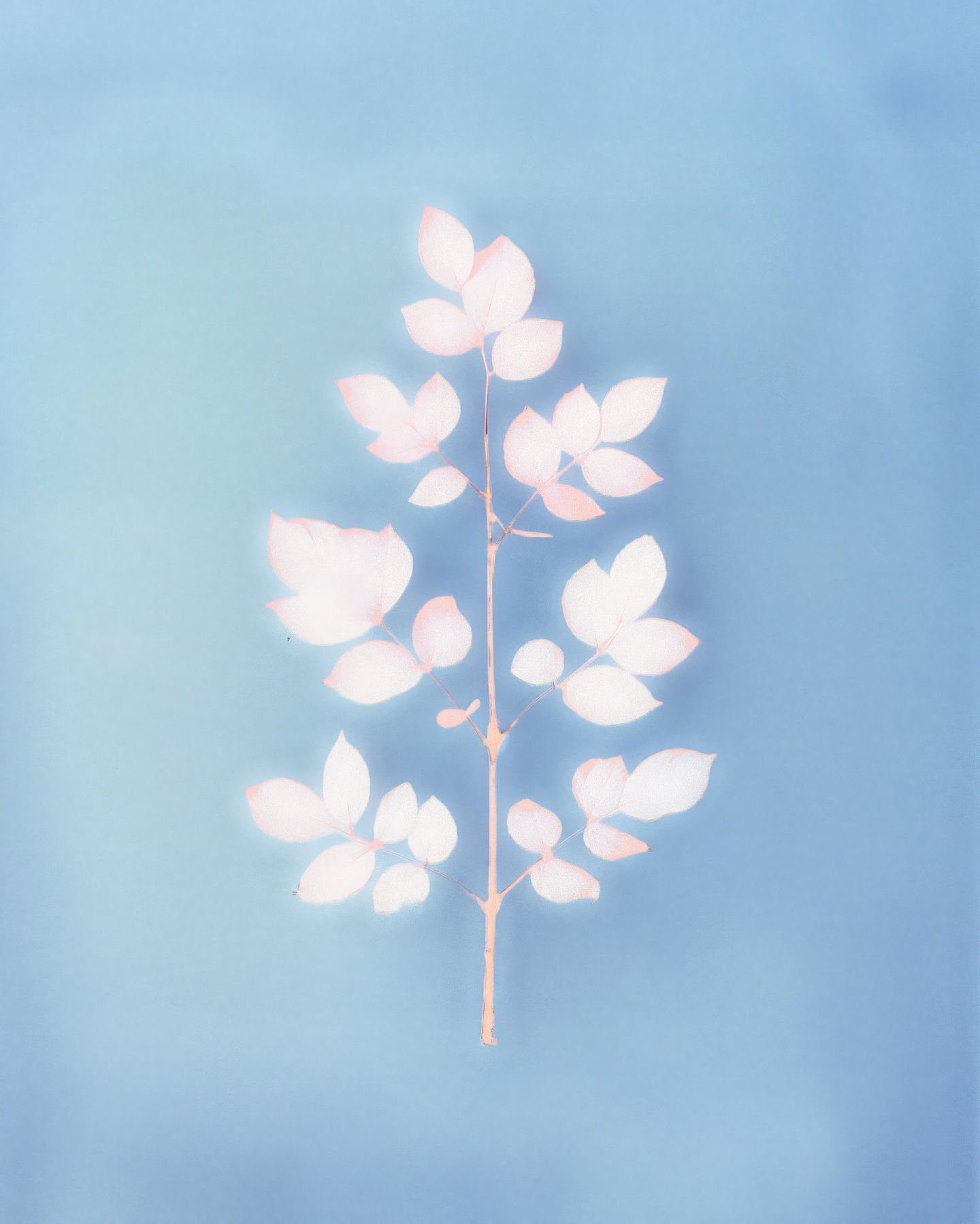 Delicate Plant on Blue