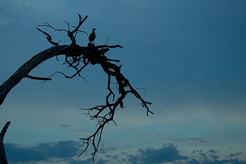 Dry Branch