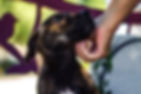 Dog Receiving Affection