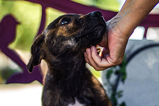 Puppy Chin Scratch