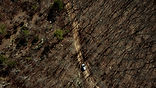 Burned Forest