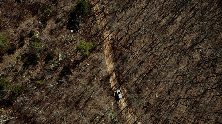 Burned Forest