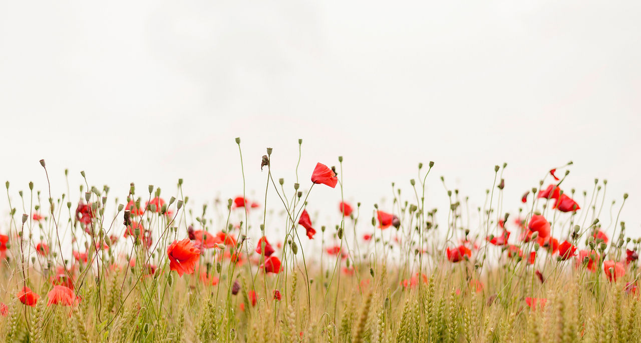 Poppy Field