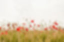 Poppy Field Scene