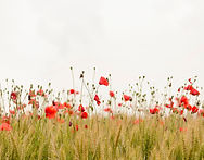 Poppy Field