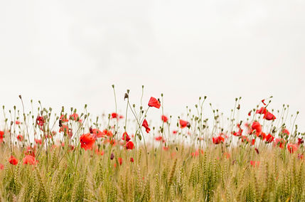 Poppy Field