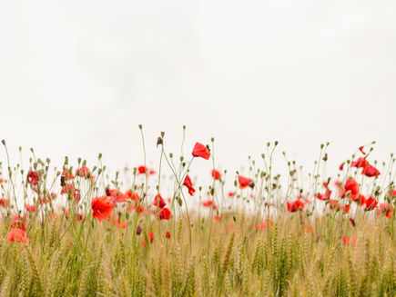'Survivors' - Siegfried Sassoon