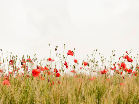 Golden Poppy