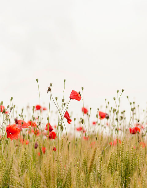 Champ de pavot