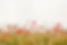 Poppy Field