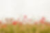 Poppy Field