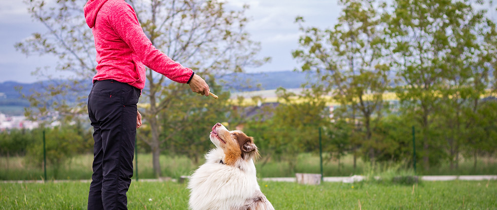 Dog Training Outdoors