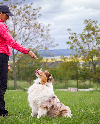 Dog Training