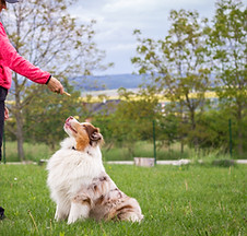 Dog Training