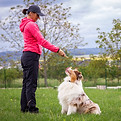Dog Training