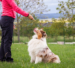 Dog Training