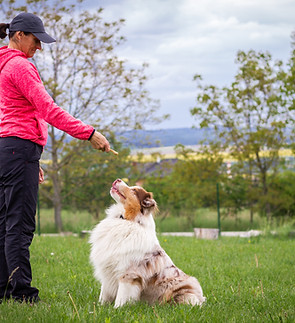 Dog Training