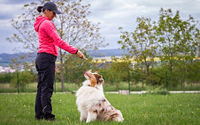 Entrenamiento canino