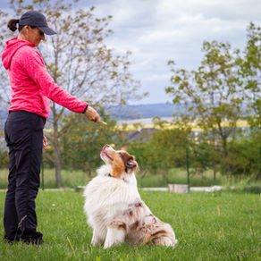 Understanding The Significance of Words & Intent: How Your Approach Affects Your Relationship With Dogs