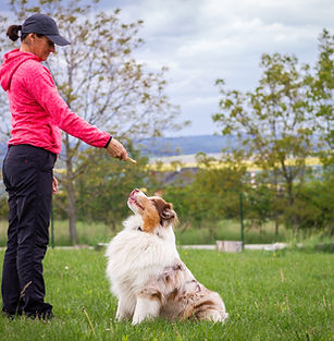 Dog Training Outdoors