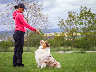 Woman in a pink jacket training a sitting dog with a treat in a grassy field, trees and cloudy sky in the background.