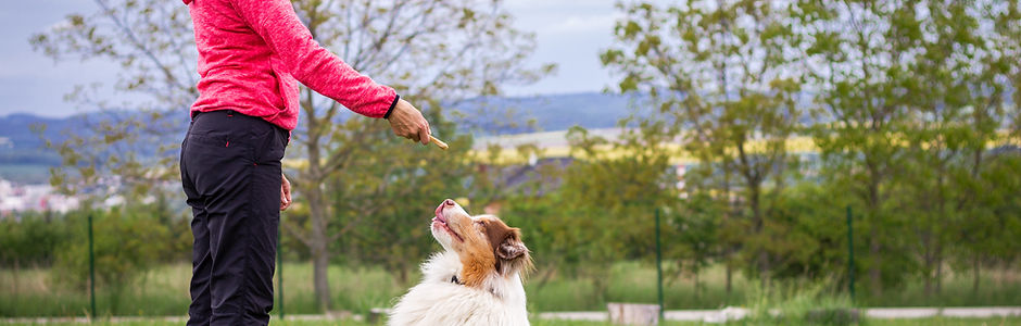 Hundträning