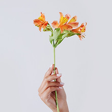 Orangene Blume