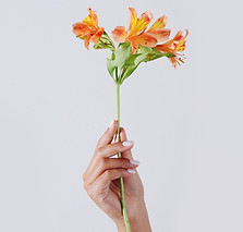 オレンジ色の花