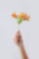 Flor de laranjeira
