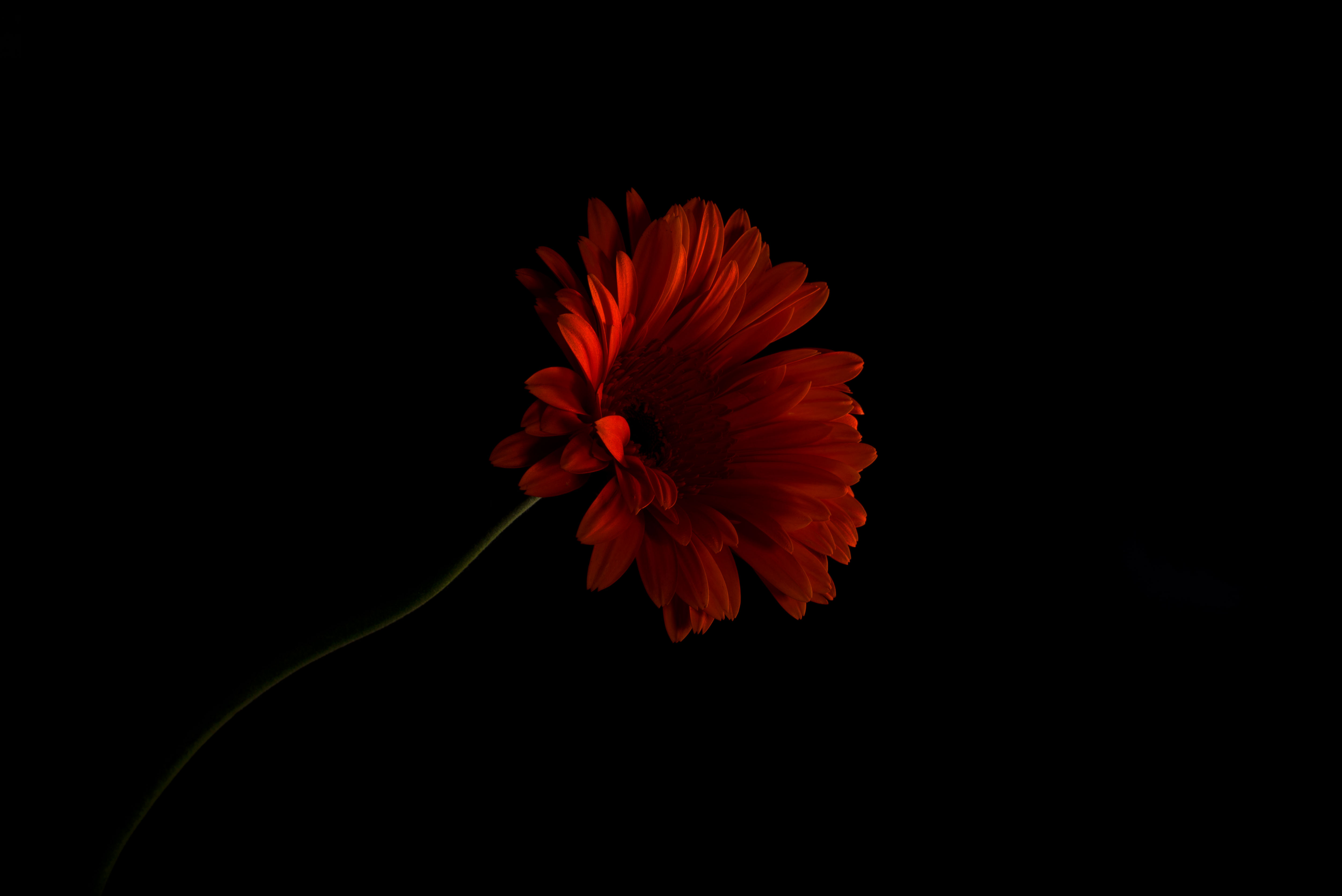 Gerbera Flower